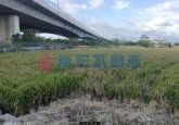 西濱內側重劃俗農地